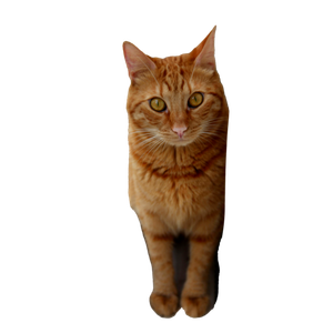 Cute Ginger Cat Sitting On A Windowsill Next To Curtains In A Cozy Indoor Setting. 17205 - Cat PNG image with transparent background